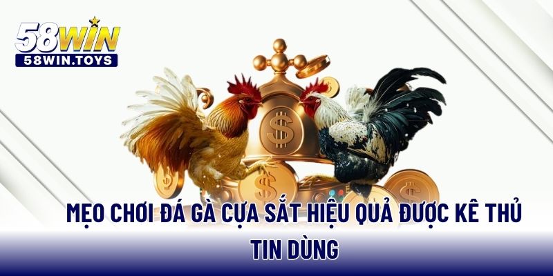 Mẹo chơi đá gà cựa sắt hiệu quả được kê thủ tin dùng