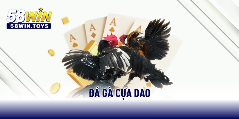 Đá gà cựa dao